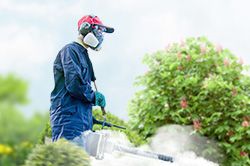 Обработка сада от паразитов - необходимые меры и их регулярность  в Твери
